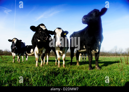 Friesische Milchkühe weiden in einem Feld auf den North Downs am oberen Gatton, in der Nähe von Reigate, Surrey Stockfoto