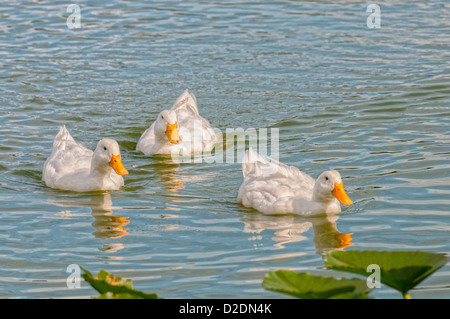 Weiße Peking Enten am See Morton in Lakeland, Florida. Stockfoto