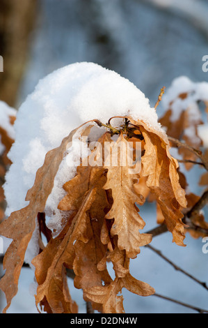 Schnee auf Eiche (Quercus Robur), Blätter Claygate, Surrey, UK. Januar. Stockfoto