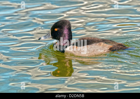 Beringt Hals Ente am See Morton in Lakeland, Florida. Stockfoto