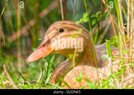 Enten am See Morton in Lakeland, Florida. Stockfoto