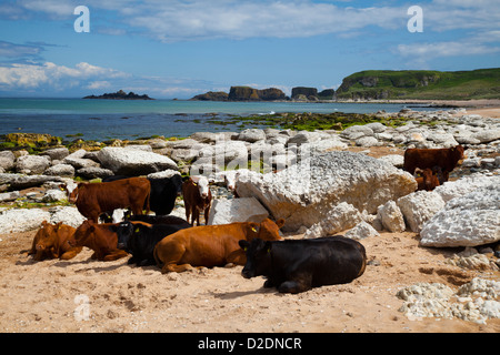 Rinder am Sandstrand von Whitepark Bay, County Antrim, Nordirland. Stockfoto