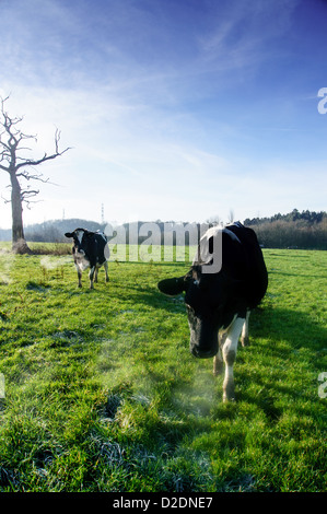 Fresian Milchkühe weiden in einem Feld auf den North Downs am oberen Gatton, in der Nähe von Reigate, Surrey Stockfoto