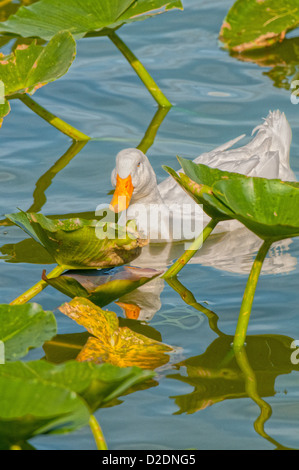 Weiße Peking Enten am See Morton in Lakeland, Florida. Stockfoto