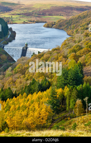 PEN-Y-GARREG DAMM MIT WILDWASSER [GIEßEN ÜBER DIE STAUMAUER UND UMGEBEN VON HERBSTLICHEN LÄRCHEN IN POWYS, WALES Stockfoto