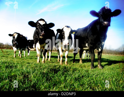 Fresian Milchkühe weiden in einem Feld auf den North Downs am oberen Gatton, in der Nähe von Reigate, Surrey Stockfoto