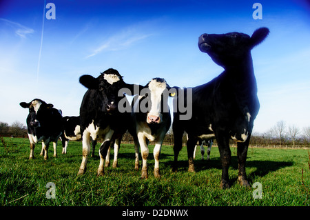 Fresian Milchkühe weiden in einem Feld auf den North Downs am oberen Gatton, in der Nähe von Reigate, Surrey Stockfoto
