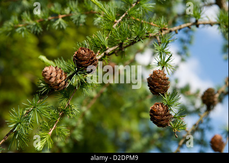 Larix Polonica oder Lärche kleine Zapfen am Zweig Stockfoto