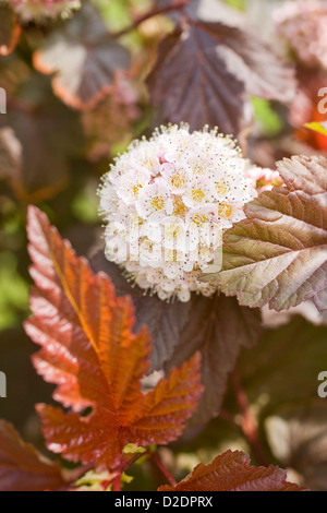 Physocarpus Opulifolius "Lady in Red" Blüten und Blätter Stockfoto