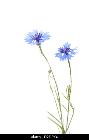 Zwei blaue Kornblume Blumen isoliert auf weiss Stockfoto