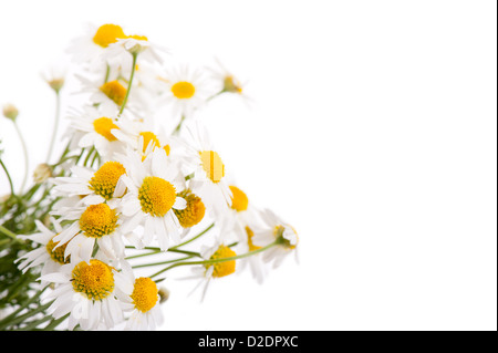 Viele weiße Flowerheads der Kamille isoliert Stockfoto