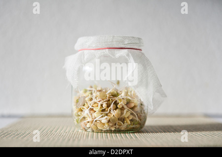 Mischung aus frischen Sprossen wachsen in Glas Stockfoto