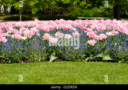 Foxtrott, Tulpen und genannt Vergissmeinnicht Myosotis Stockfoto