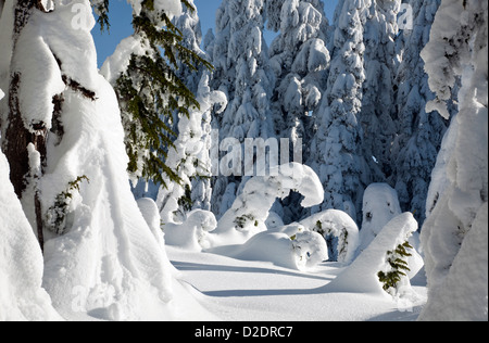 WASHINGTON - verputzt Schnee Bäume auf dem Gipfel der Paintballanlage Berg in der Nähe von Snoqualmie Pass in Wenatchee National Forest. Stockfoto