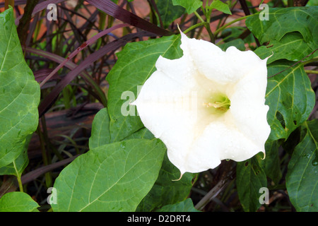 Weiße heilige Datura Blüte mit Blatt Stockfoto