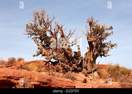 alten Knarled Baum Busch am Guano Point Grand Canyon West Arizona usa Stockfoto