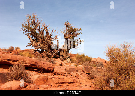 alten Knarled Baum Busch am Guano Point Grand Canyon West Arizona usa Stockfoto