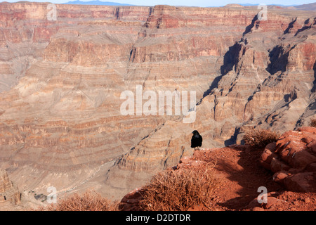 Krähe steht am Rande des West Rim Guano Point Grand Canyon West Arizona usa Stockfoto