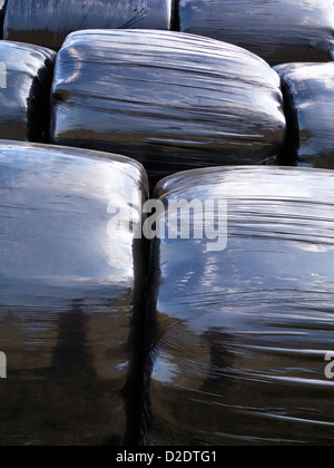 Strohballen in schwarzen Plastiktüten eingewickelt Stockfoto