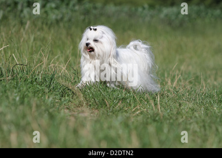 Hund Malteser Hund / Bichon Maltais Erwachsenen laufen auf einer Wiese Stockfoto