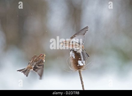 Paar von männlichen weniger Birkenzeisige (Zuchtjahr Cabaret) kämpfen für Position auf Schnee bedeckt Karde (Dipsacus Fullonum) Winter. UK Stockfoto