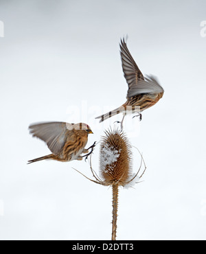 Geringerer Redpoll (Zuchtjahr Cabaret) Verfolgungsjagden aus einem anderen Redpoll zu gewinnen Position auf Schnee bedeckt Karde (Dipsacus Fullonum) Win Stockfoto