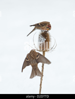 Paar von männlichen weniger Birkenzeisige (Zuchtjahr Cabaret) kämpfen für Position auf Schnee bedeckt Karde (Dipsacus Fullonum) Winter. UK Stockfoto