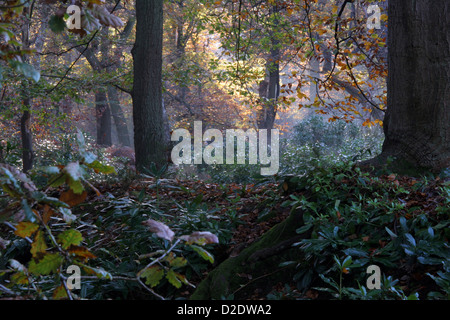 Herbst in Burnham Beeches Stockfoto