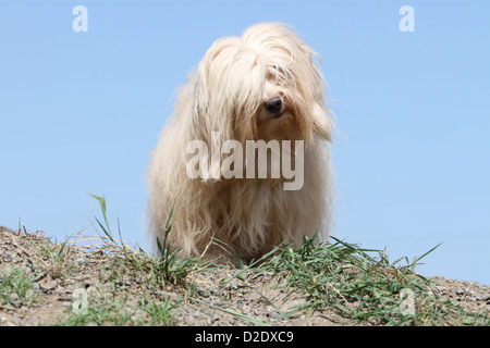 Hund Havaneser / Bichon Havanais / Havaneser Erwachsener (Creme) stehen auf dem Boden Stockfoto