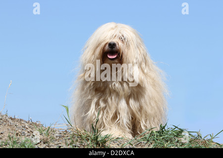 Hund Havaneser / Bichon Havanais / Havaneser Erwachsener (Creme) stehen auf dem Boden Stockfoto