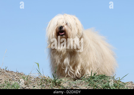 Hund Havaneser / Bichon Havanais / Havaneser Erwachsener (Creme) stehen auf dem Boden Stockfoto