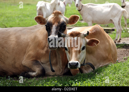Birkholz, Deutschland, Kühe und Ziegen auf einem Bauernhof Stockfoto