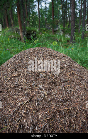 Holz-Ant Nest {Formica Rufa} aus Tannennadeln und andere Verunreinigungen aus dem Waldboden gebaut. Aosta-Tal, Alpen, Italien. Stockfoto