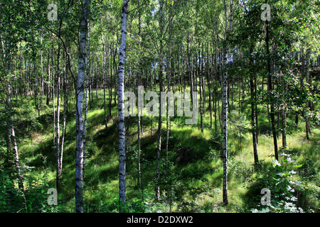 sun light deep in the fresh green forest Stockfoto