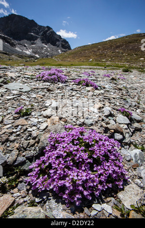 Runde-leaved Penny Kresse {Thlaspi Rotundiflora Subsp Rotundiflora} in Blüte auf felsigen Ebene auf 2500 Metern Höhe. Alpen, Italien Stockfoto