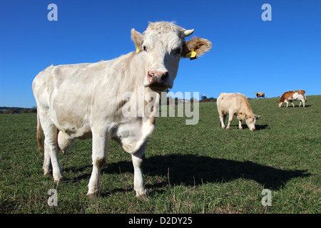 junge weiße Kuh auf grüne Landwirtschaft Feld Stockfoto