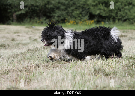 Hund Havaneser / Bichon Havanais / Havaneser Welpen (schwarz und weiß) laufen auf einer Wiese Stockfoto