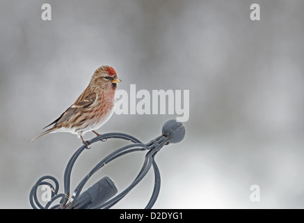 Männliche weniger Redpoll. (Zuchtjahr Cabaret) Winter. UK Stockfoto