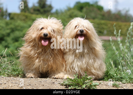 Hund Havaneser / Bichon Havanais / Havaneser zwei Erwachsene (beige und Creme) sitzen auf dem Boden Stockfoto