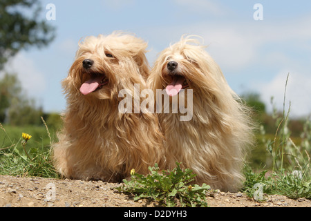 Hund Havaneser / Bichon Havanais / Havaneser zwei Erwachsene (beige und Creme) sitzen auf dem Boden Stockfoto