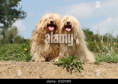 Hund Havaneser / Bichon Havanais / Havaneser zwei Erwachsene (beige und Creme) sitzen auf dem Boden Stockfoto