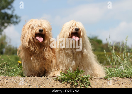 Hund Havaneser / Bichon Havanais / Havaneser zwei Erwachsene (beige und Creme) sitzen auf dem Boden Stockfoto