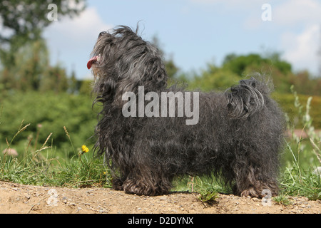 Hund Havaneser / Bichon Havanais / Havaneser Erwachsene (schwarz)-standard-Profil Stockfoto