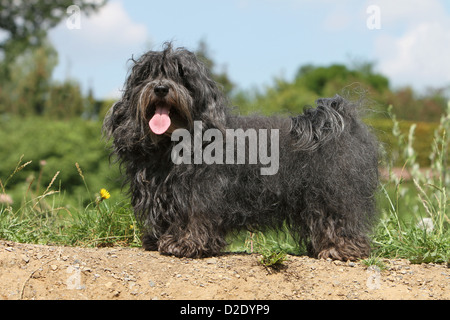 Hund Havaneser / Bichon Havanais / Havaneser Erwachsener (schwarz) stehen auf einer Wiese Stockfoto