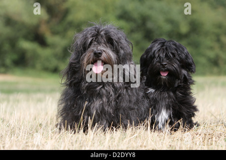 Hund Havaneser / Bichon Havanais / Havaneser Erwachsene und Welpen (schwarz) sitzen auf einer Wiese Stockfoto