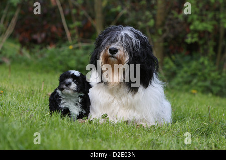 Hund Havaneser / Bichon Havanais / Havaneser Erwachsene und Welpen (schwarz und weiß) sitzen auf einer Wiese Stockfoto