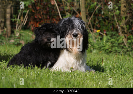 Hund Havaneser / Bichon Havanais / Havaneser Erwachsene und Welpen (schwarz / weiß, schwarz) auf dem Rasen Stockfoto