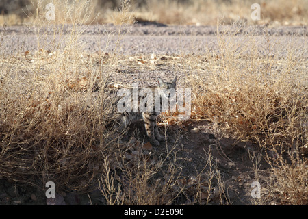 Bobcat-New-Mexico Stockfoto