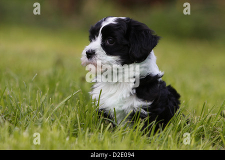 Hund Havaneser / Bichon Havanais / Havaneser Welpen (schwarz und weiß) sitzen in der Wiese Stockfoto
