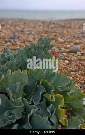 Meer Kohl oder Grünkohl Crambe Maritima am Kiesstrand UK Stockfoto